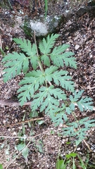 Chaerophyllum villarsii