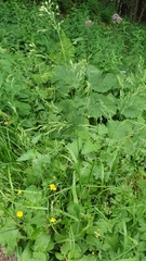 Poa hybrida
