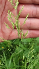 Poa hybrida