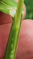 Poa hybrida