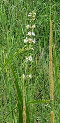 Penstemon tubaeflorus