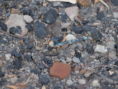 Enallagma cyathigerum