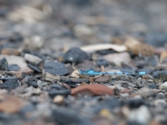 Enallagma cyathigerum