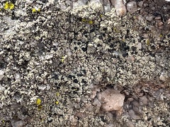 Lecidella carpathica