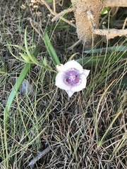 Calochortus tolmiei