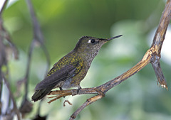 Sephanoides sephaniodes