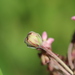 Prodiplosis floricola - Photo (c) Lily M, algunos derechos reservados (CC BY-NC), subido por Lily M