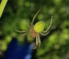 Araniella opisthographa