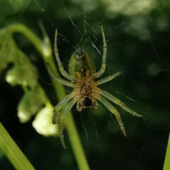 Araniella opisthographa
