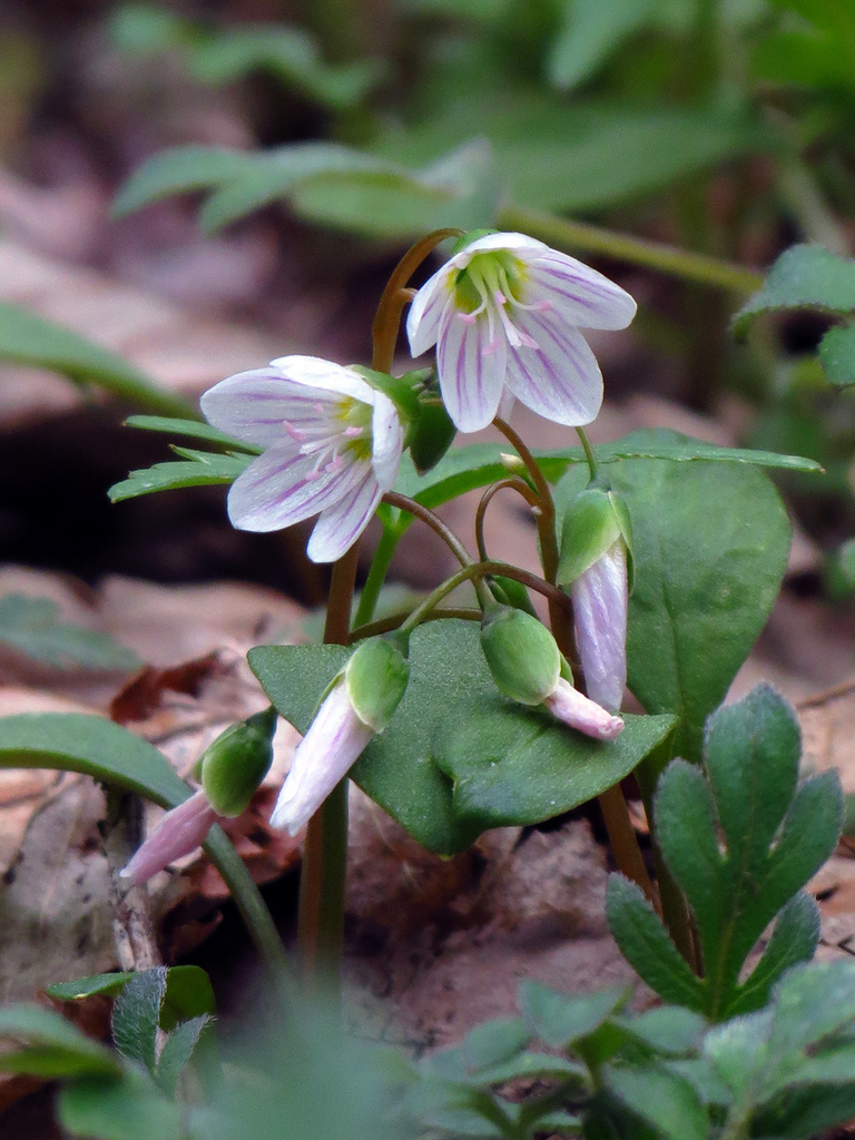 Carolina springbeauty (Northern Michigan Spring Ephemerals) · iNaturalist