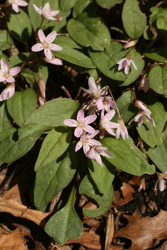 Carolina springbeauty (Northern Michigan Spring Ephemerals) · iNaturalist
