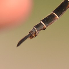 Somatochlora cingulata