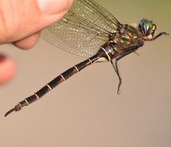 Somatochlora cingulata