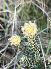 Phylica lucida