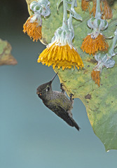 Sephanoides sephaniodes