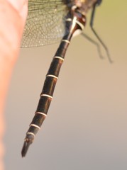 Somatochlora cingulata