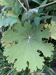 Macleaya