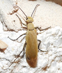 Epicauta immaculata