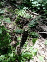 Acanthocereus oaxacensis