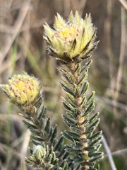 Phylica lucida