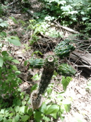 Acanthocereus oaxacensis
