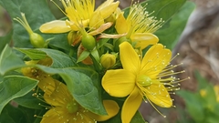 Hypericum foliosum