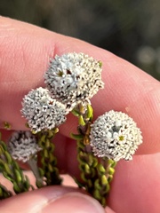 Phylica selaginoides