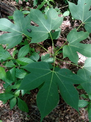 Gyrocarpus mocinoi