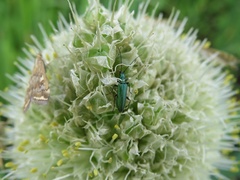 Chrysanthia geniculata