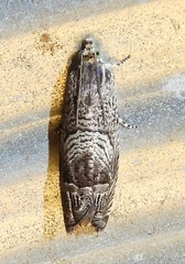 Ofatulena duodecemstriata