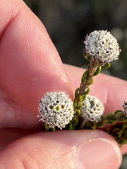 Phylica selaginoides