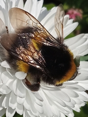 Bombus