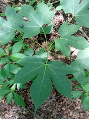 Gyrocarpus mocinoi