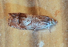 Ofatulena duodecemstriata