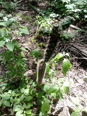 Acanthocereus oaxacensis