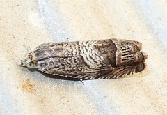 Ofatulena duodecemstriata