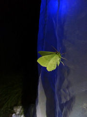 Geometra papilionaria