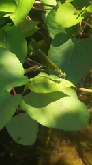 Calopteryx splendens
