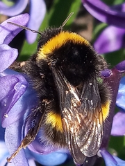 Bombus