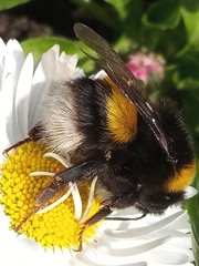 Bombus
