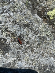 Gastrophysa polygoni