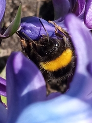 Bombus