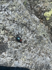 Gastrophysa polygoni