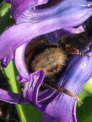 Bombus