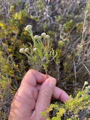 Phylica selaginoides