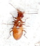 Ischyropalpus