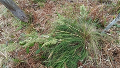 Festuca francoi