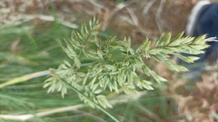 Festuca francoi