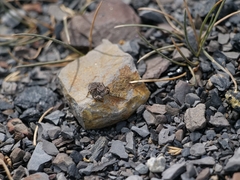 Aelurillus v-insignitus