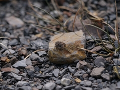 Aelurillus v-insignitus